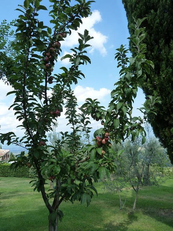La Forra * Cavriglia